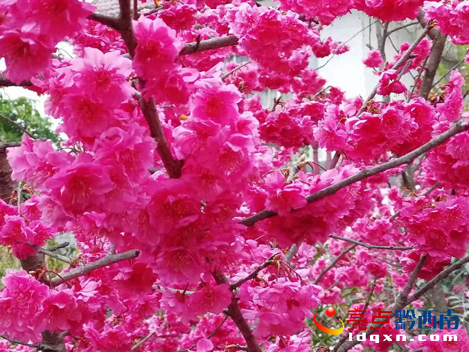 �d�x����@�ֻ�����������ɫ���N ĵ���ѻ��`��Ӻ�G����