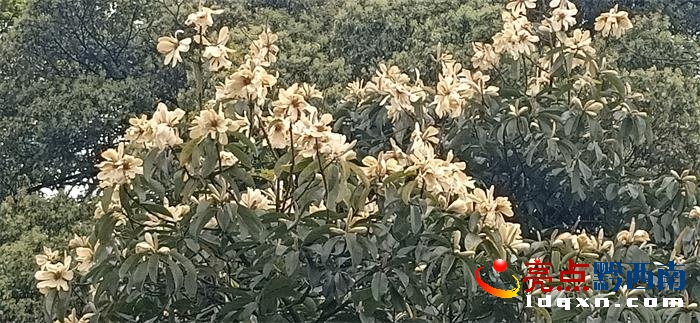 �d�x��ˮ��կ�ӵġ��S��ҹ�ϡ�ʢ�_���S�T�� ϵ���Ҷ������o(h��)ֲ���Һ�Ҋ