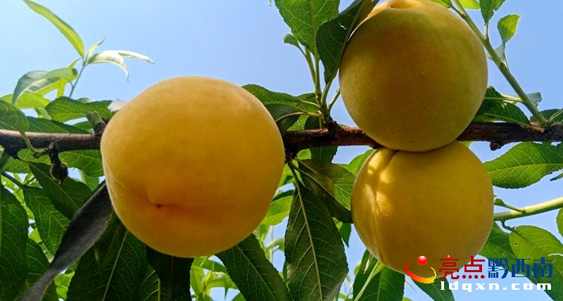 �d�x�а���G悴�İ�r�S�ҳ�������