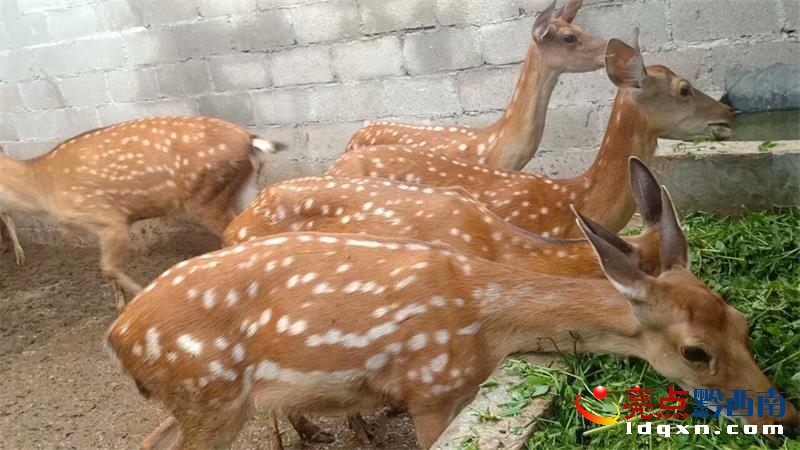 �d�x���ݣ��lչ÷��¹�Bֳ �����l�����d