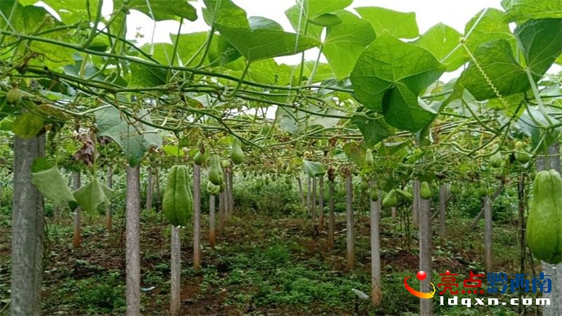 �d�x�а���G悺��Ӵ�Ʒ������Nֲ�ķ��ֹ�����