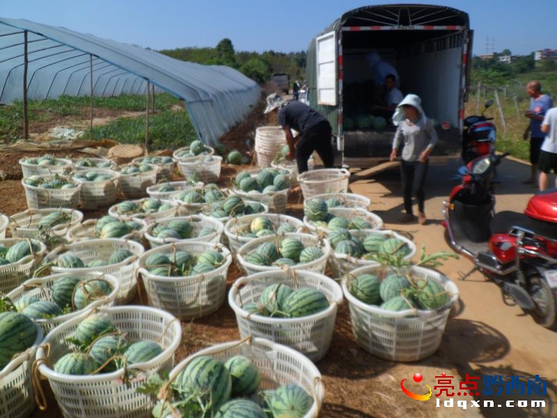 �x���^�R������{���a�I�N�������� ���aֵͻ��1.36�fԪ