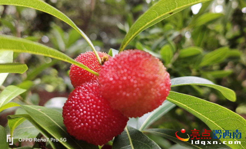 �d�x���ᗗ��^��÷��������