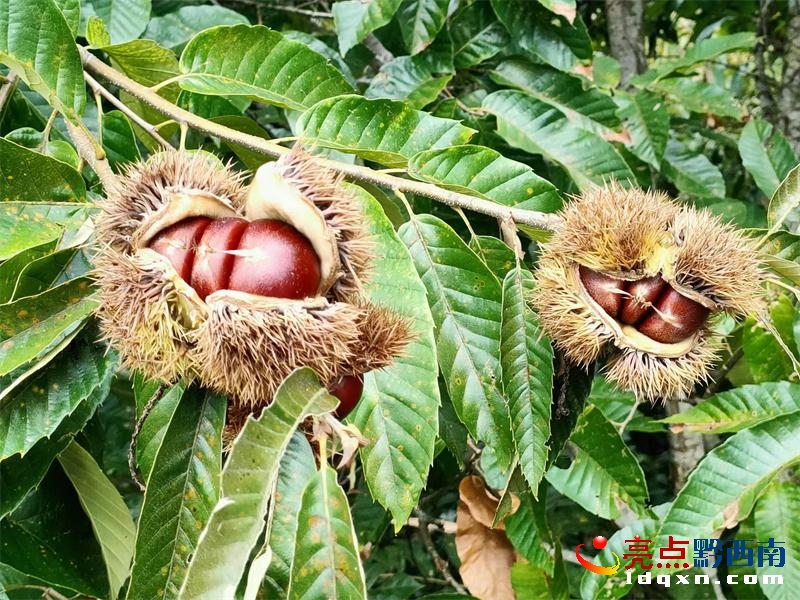 ������� �d�x����ϲӭ�S��