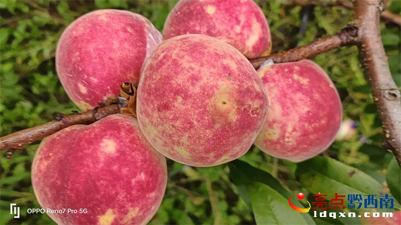 �d�x�а���G悲��״��İ�҈@���������S��