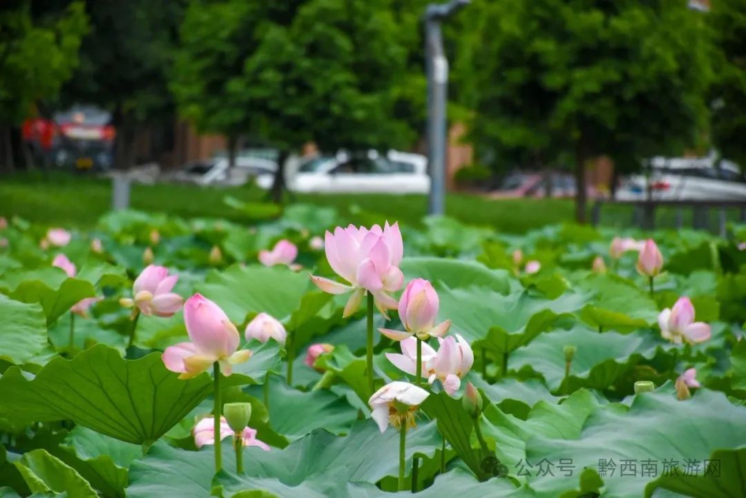 �򿨺�ȥ̎���d�x��ع��@�ĺɻ��_��