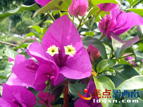 �����ã���Ո�޸ģ����D1���d�x�M�ǱM�_&ldquo;����÷&rdquo;��ǭ����&ldquo;�ݻ�&rdquo;�`�Ů��ʡ��D��5��12�����d�x�Ѕ^ʢ�_���ݻ�&mdash;&mdash;&ldquo;����÷