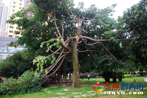1被吹斷樹枝的榕樹.jpg