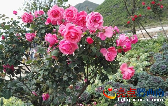 QQ�؈D20180430112740.jpg