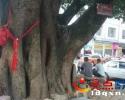 �d�x�����S��չ���� ��������ºó˛���