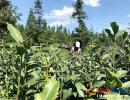����ӭ�LЦ������¡�lչ�Ѵ��a�I����Óؚ����Сӛ